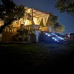 Olea *