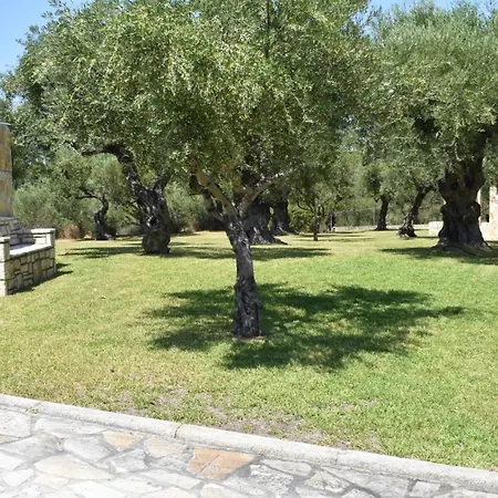 Olea * Akrotiri (Zakynthos)